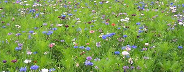 prairie fleurie