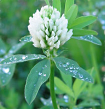fleur de treffle