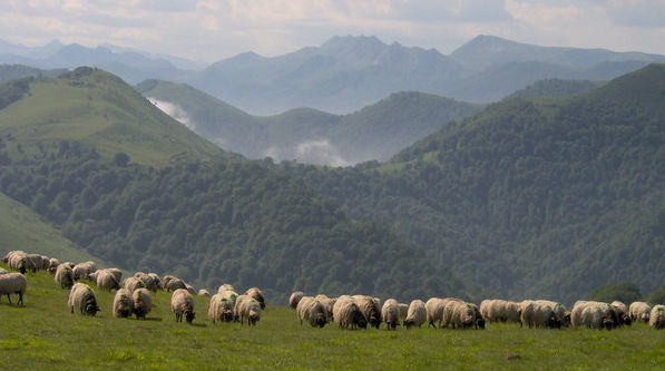 troupeau de brebis montagnes basques